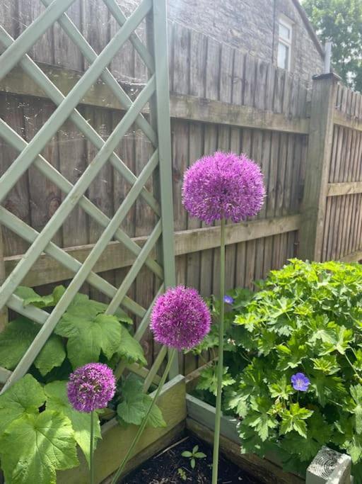 No 96 Chapel Lane - Self Contained Cottage In The Heart Of Butleigh מראה חיצוני תמונה